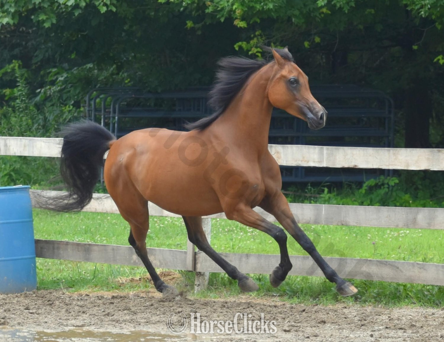 "Lady Marwan" Bay Mare Arabian