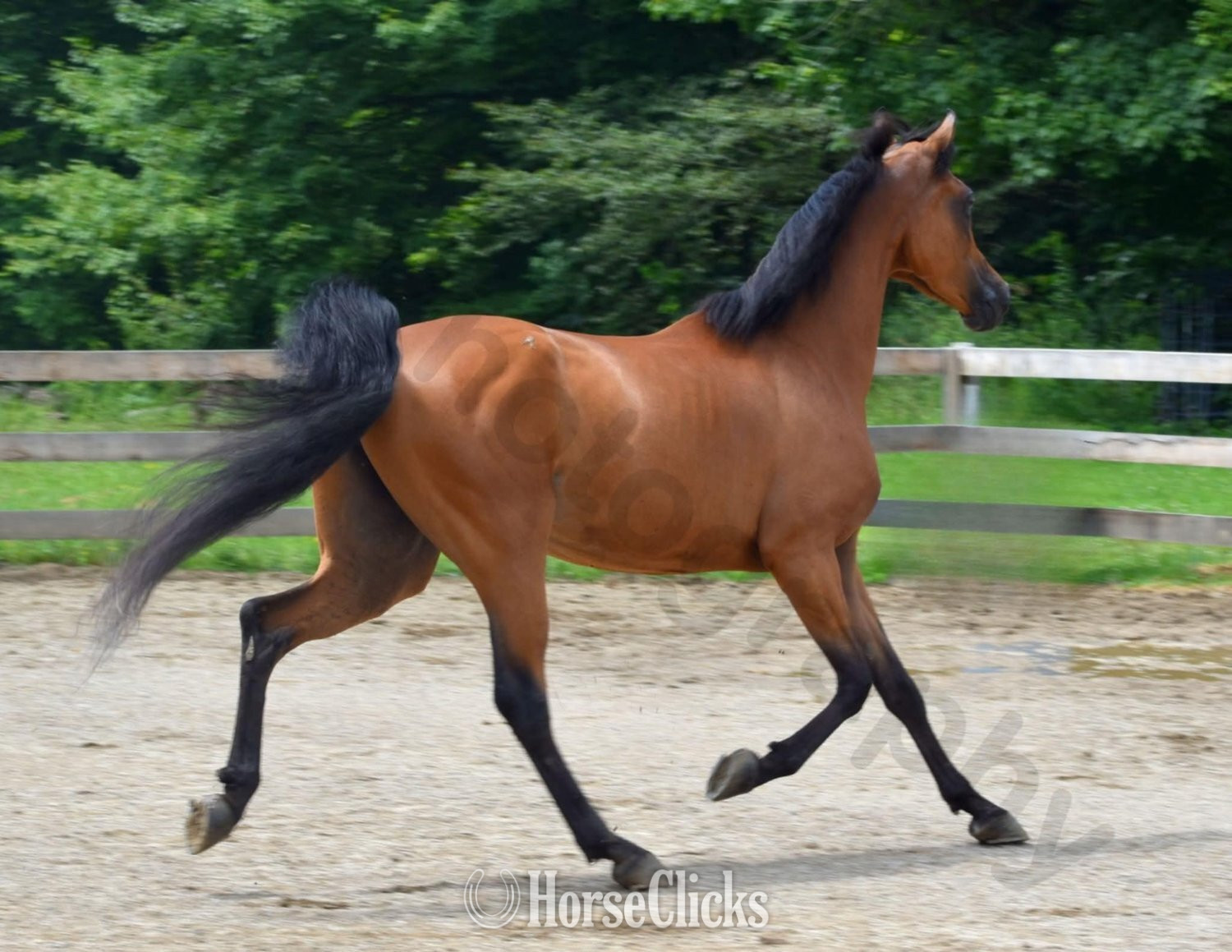Pennsylvania "Lady Marwan" Bay Mare Arabian