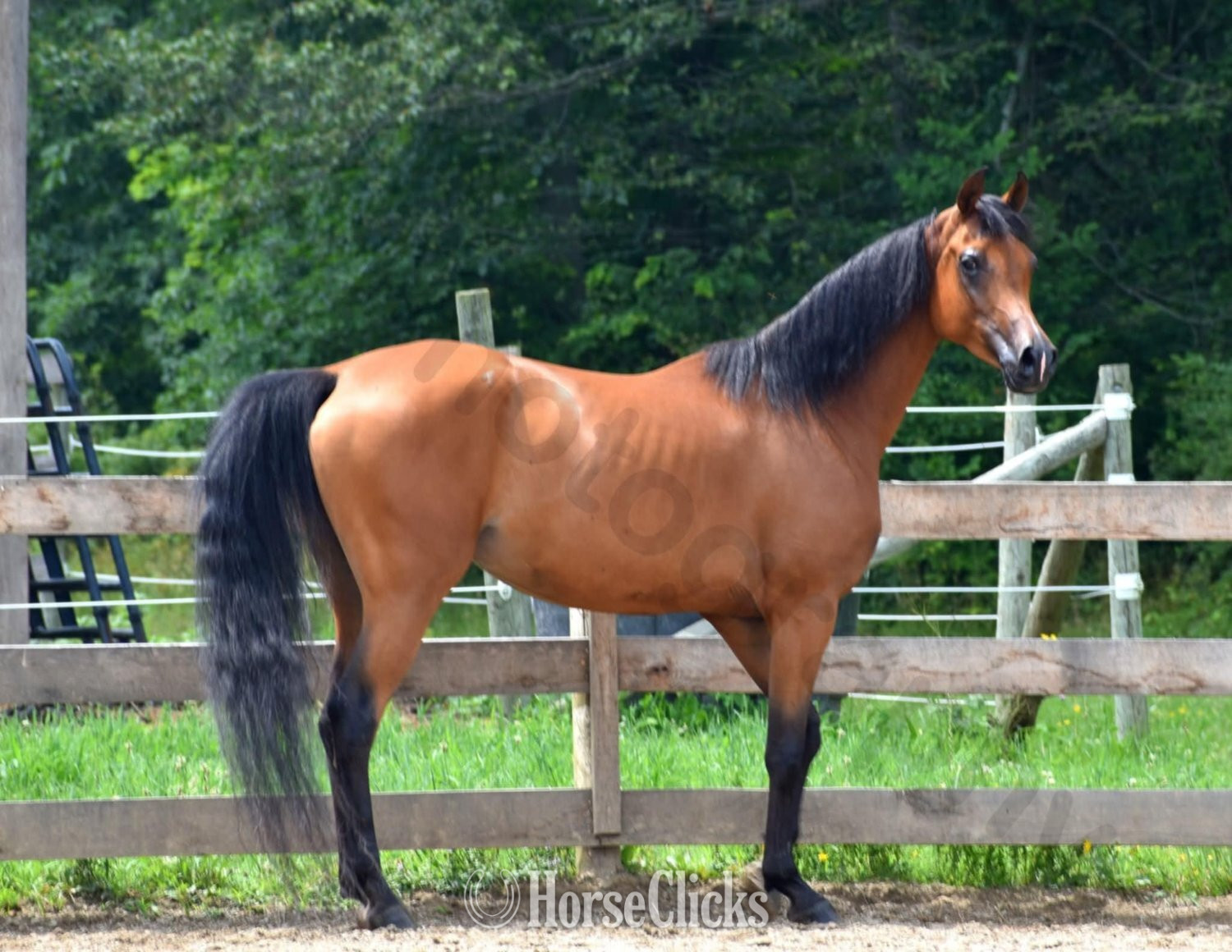 "Lady Marwan" Bay Mare Arabian - Arabian in Pennsylvania