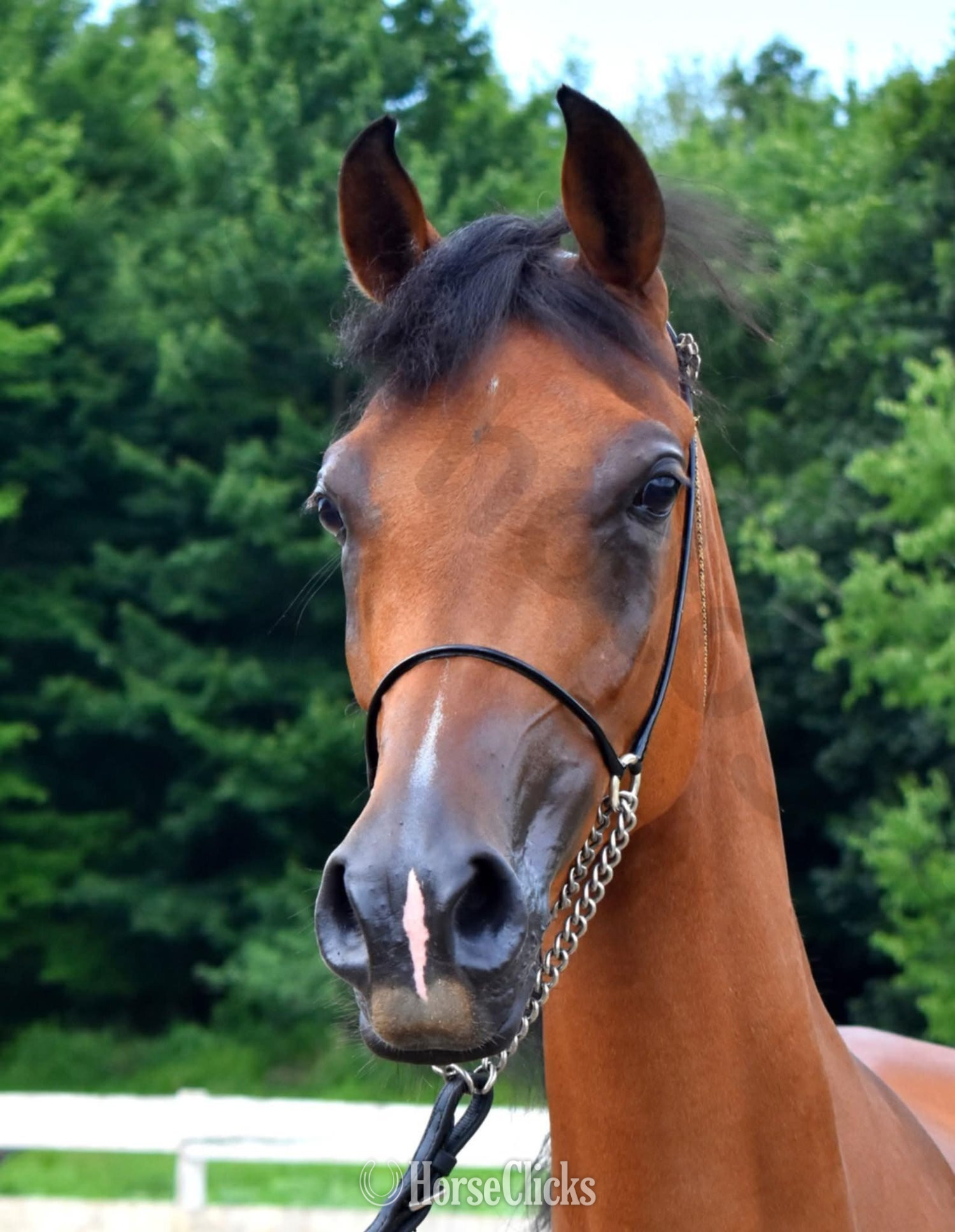 "Lady Marwan" Bay Mare Arabian - Arabian