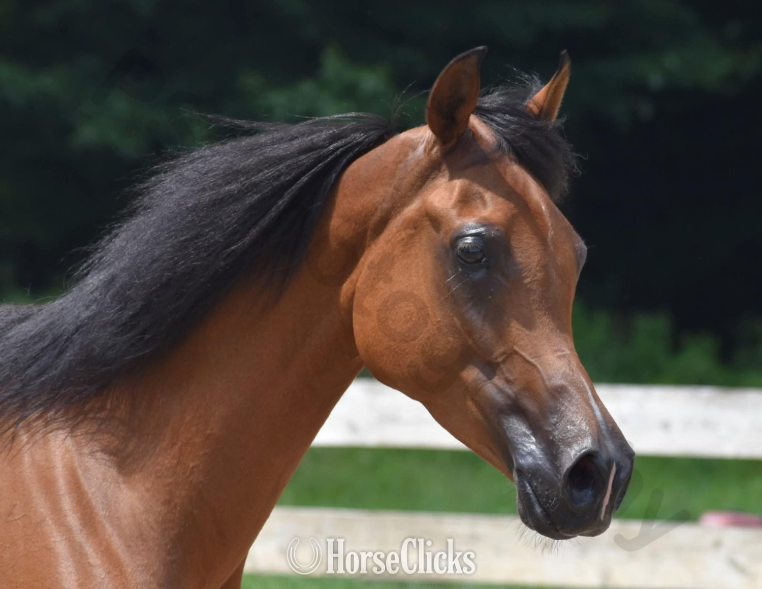 "Lady Marwan" Bay Mare Arabian Pennsylvania