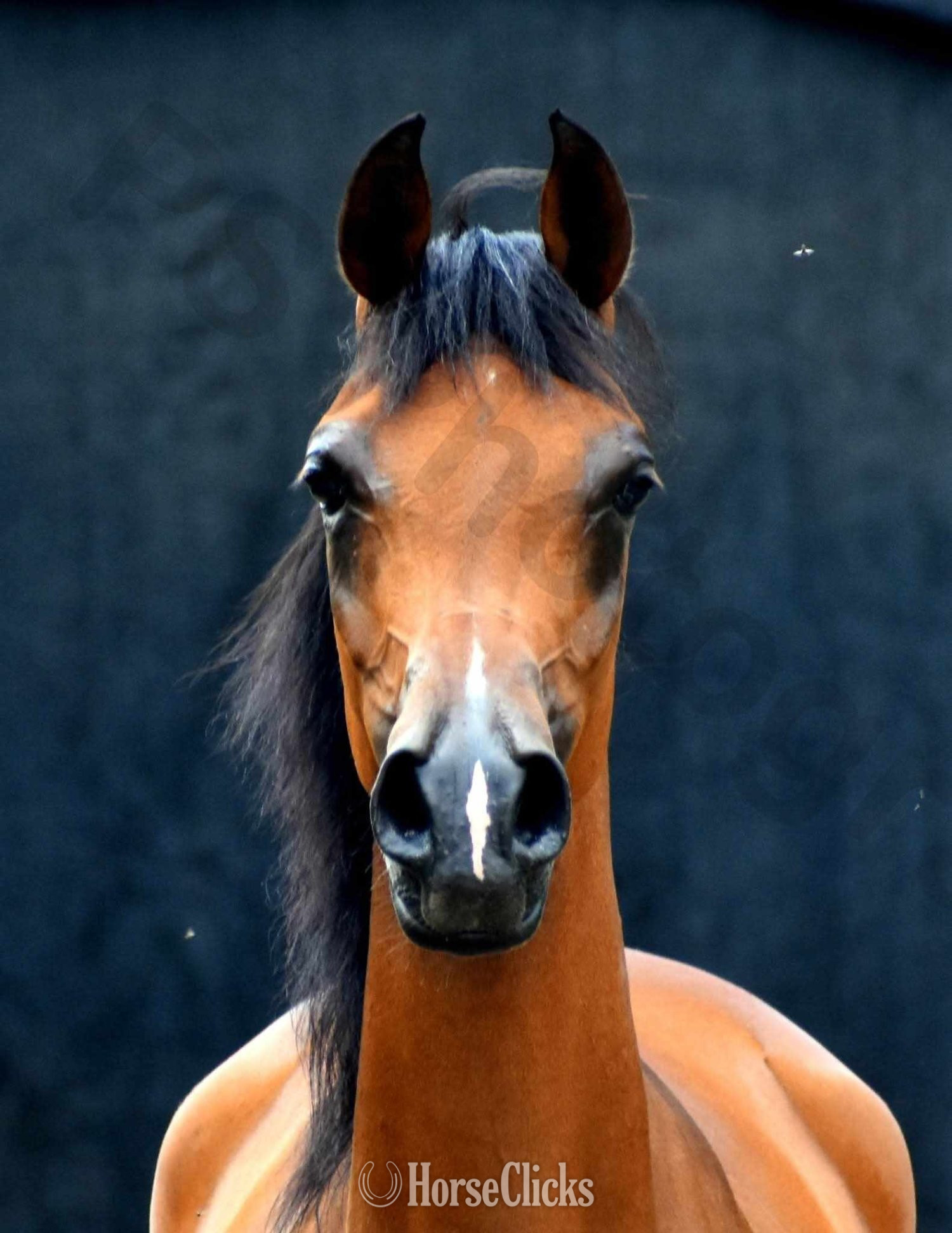 Arabian - "Lady Marwan" Bay Mare Arabian in Pennsylvania
