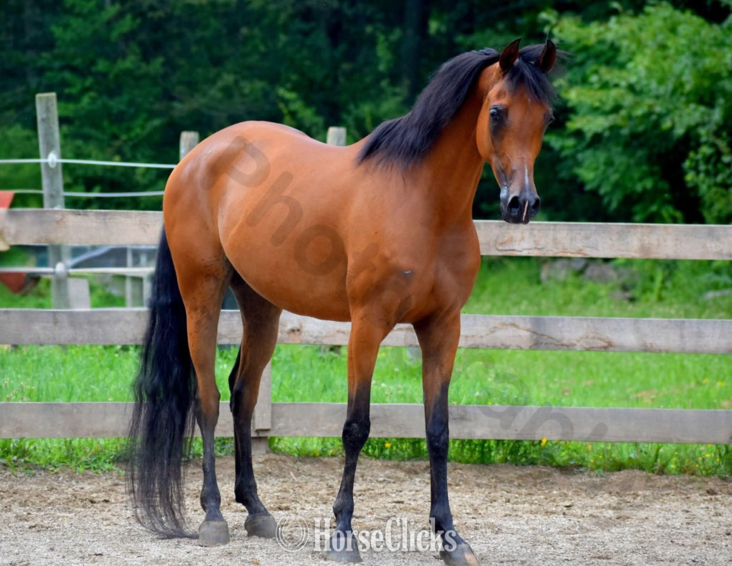 Arabian - "Lady Marwan" Bay Mare Arabian