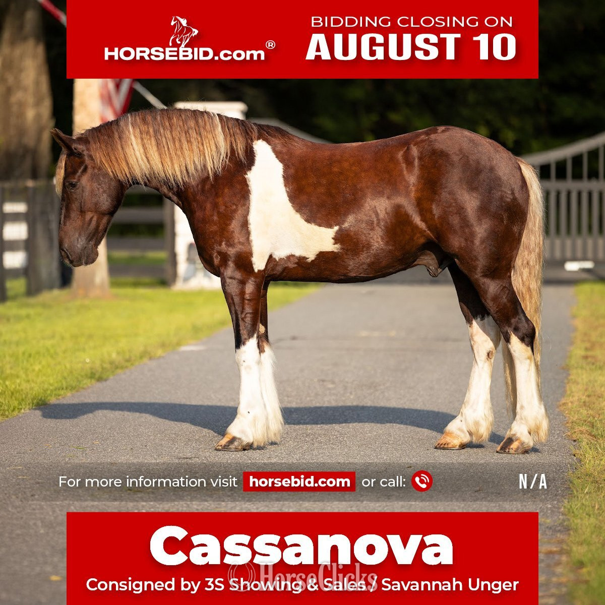 "Cassanova" Silver Bay Gelding Gypsy Vanner in Florida