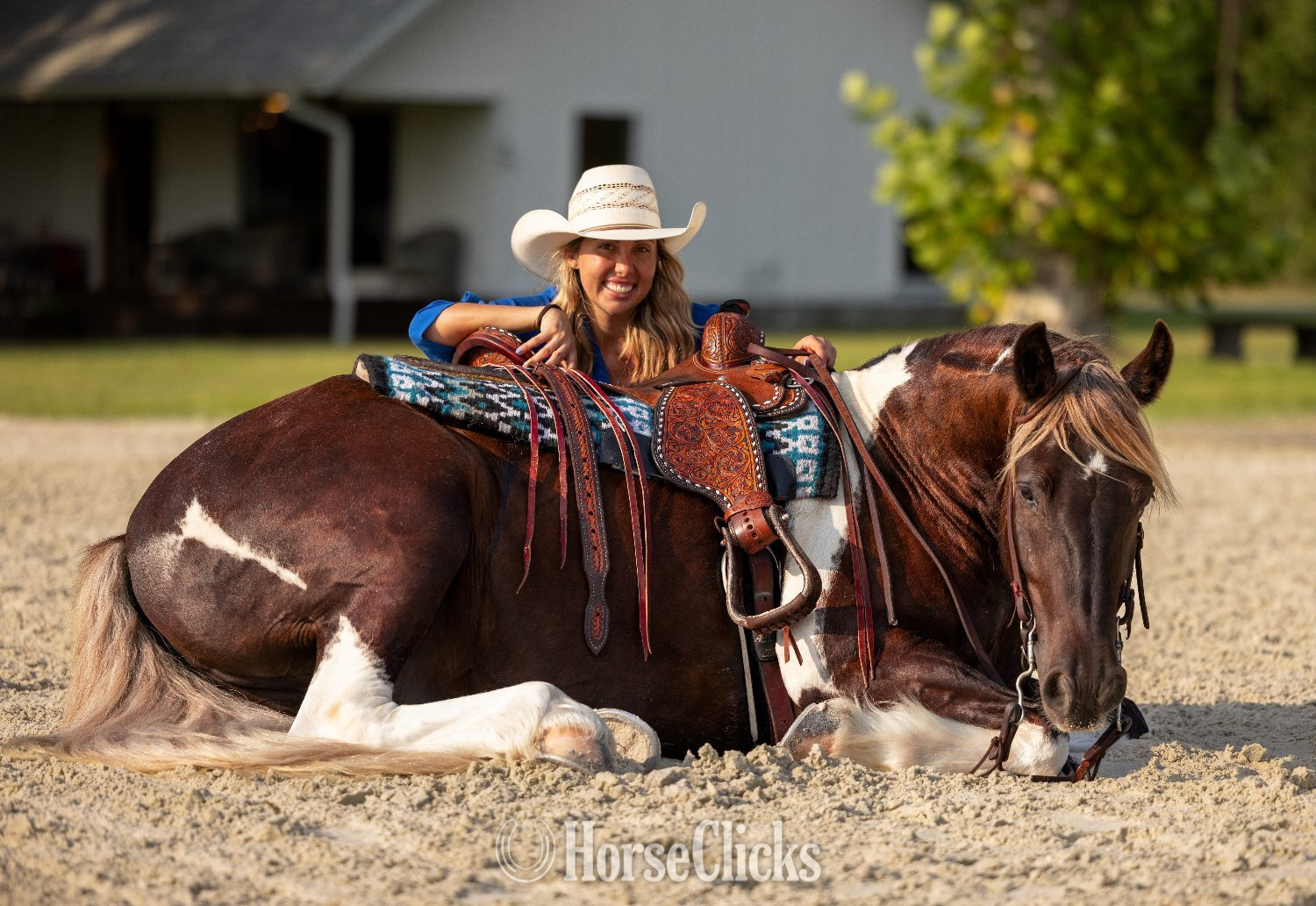 Florida "Cassanova" Silver Bay Gelding Gypsy Vanner