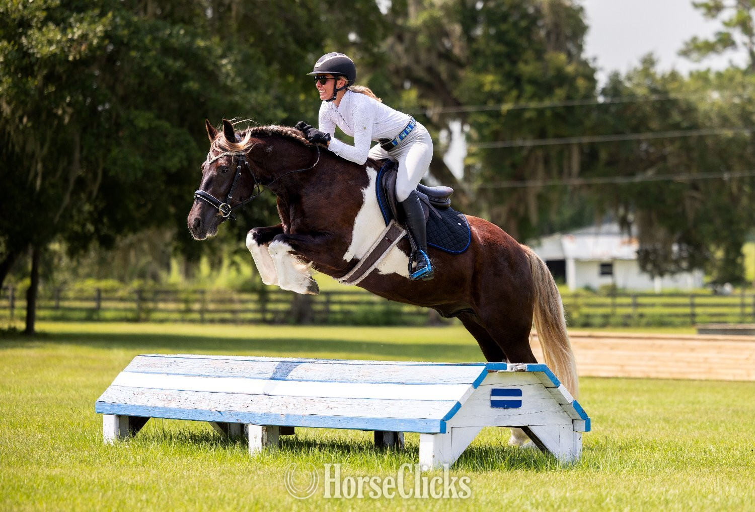 "Cassanova" Silver Bay Gelding Gypsy Vanner - Gypsy Vanner in Florida