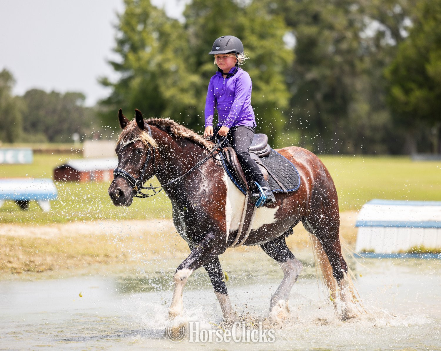 "Cassanova" Silver Bay Gelding Gypsy Vanner - Gypsy Vanner