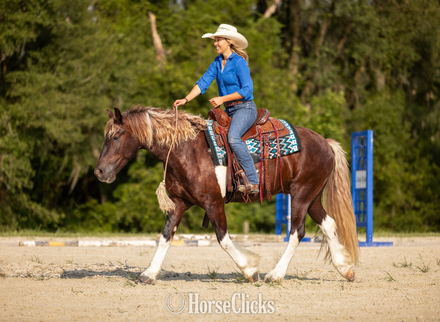 "Cassanova" Silver Bay Gelding Gypsy Vanner Florida