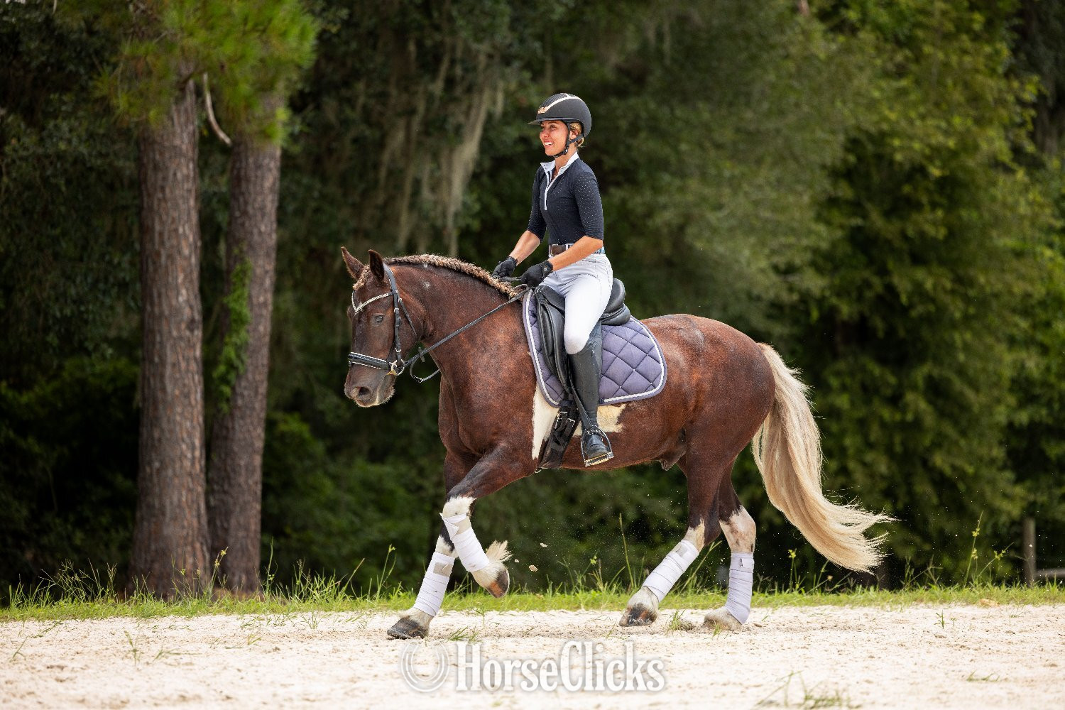 Gypsy Vanner - "Cassanova" Silver Bay Gelding Gypsy Vanner
