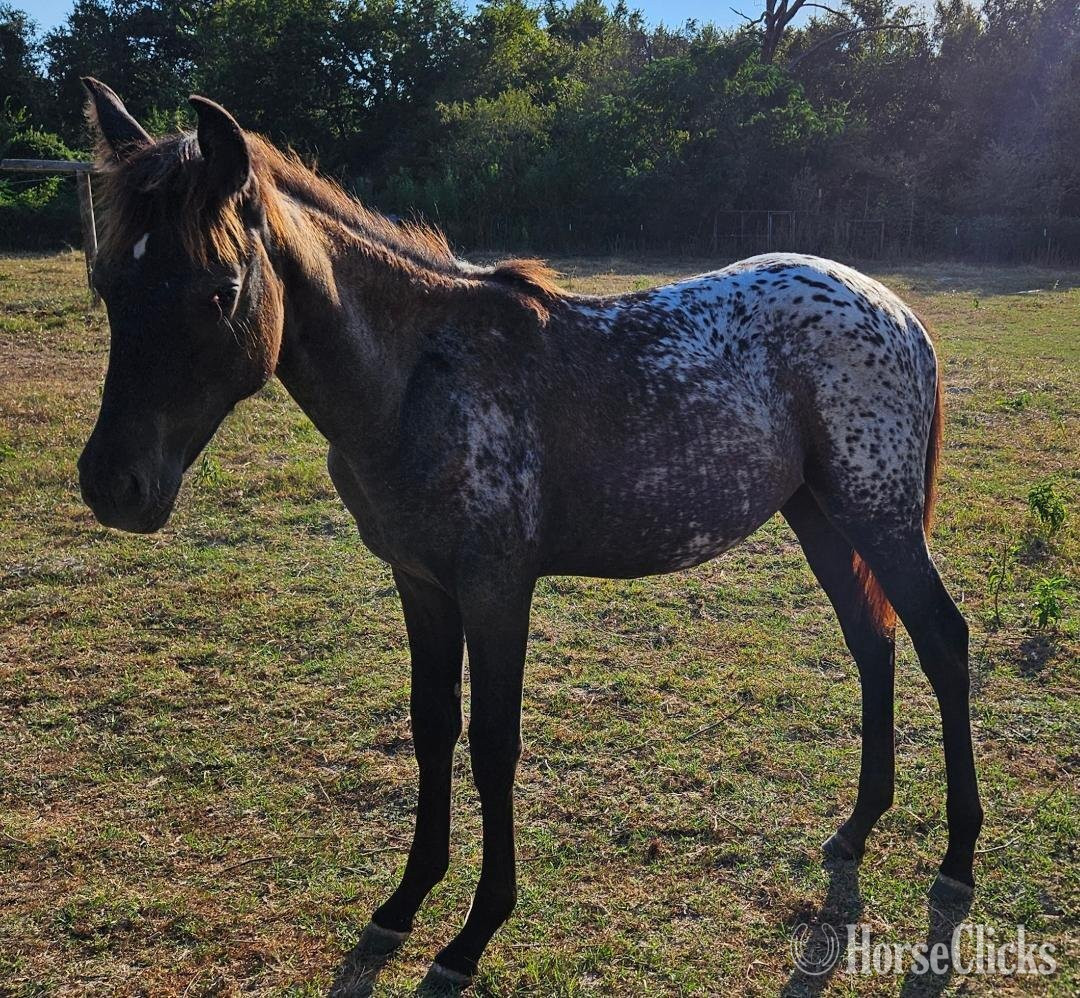 "Willow"  Filly Walkaloosa in Texas