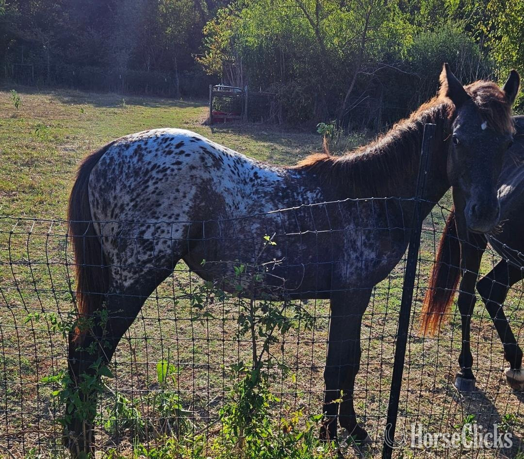 "Willow"  Filly Walkaloosa