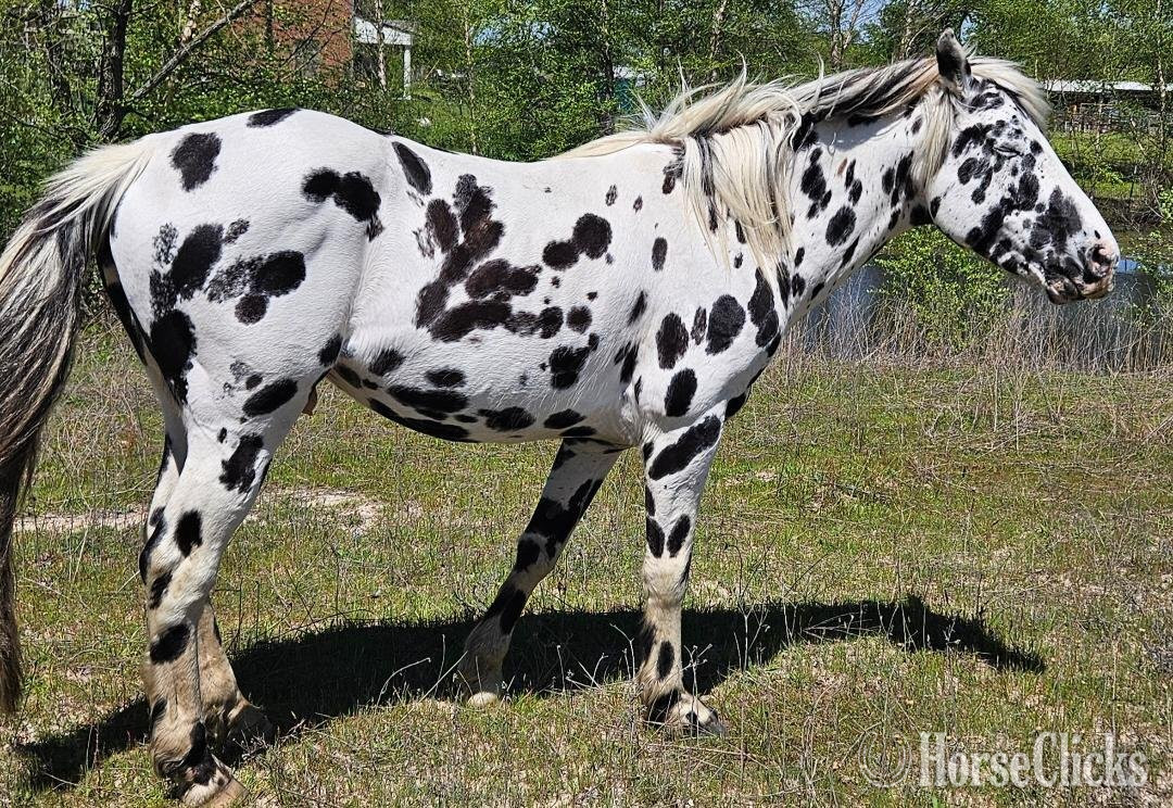Texas "Willow"  Filly Walkaloosa