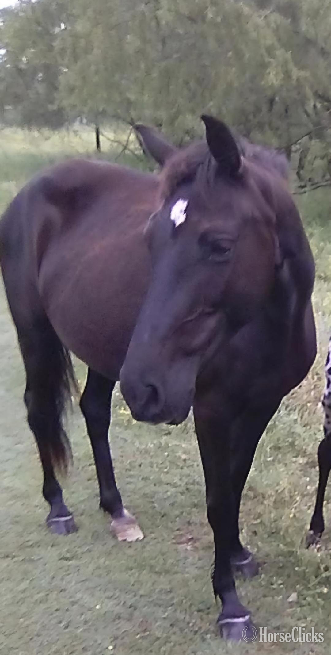 "Willow"  Filly Walkaloosa - Walkaloosa in Texas