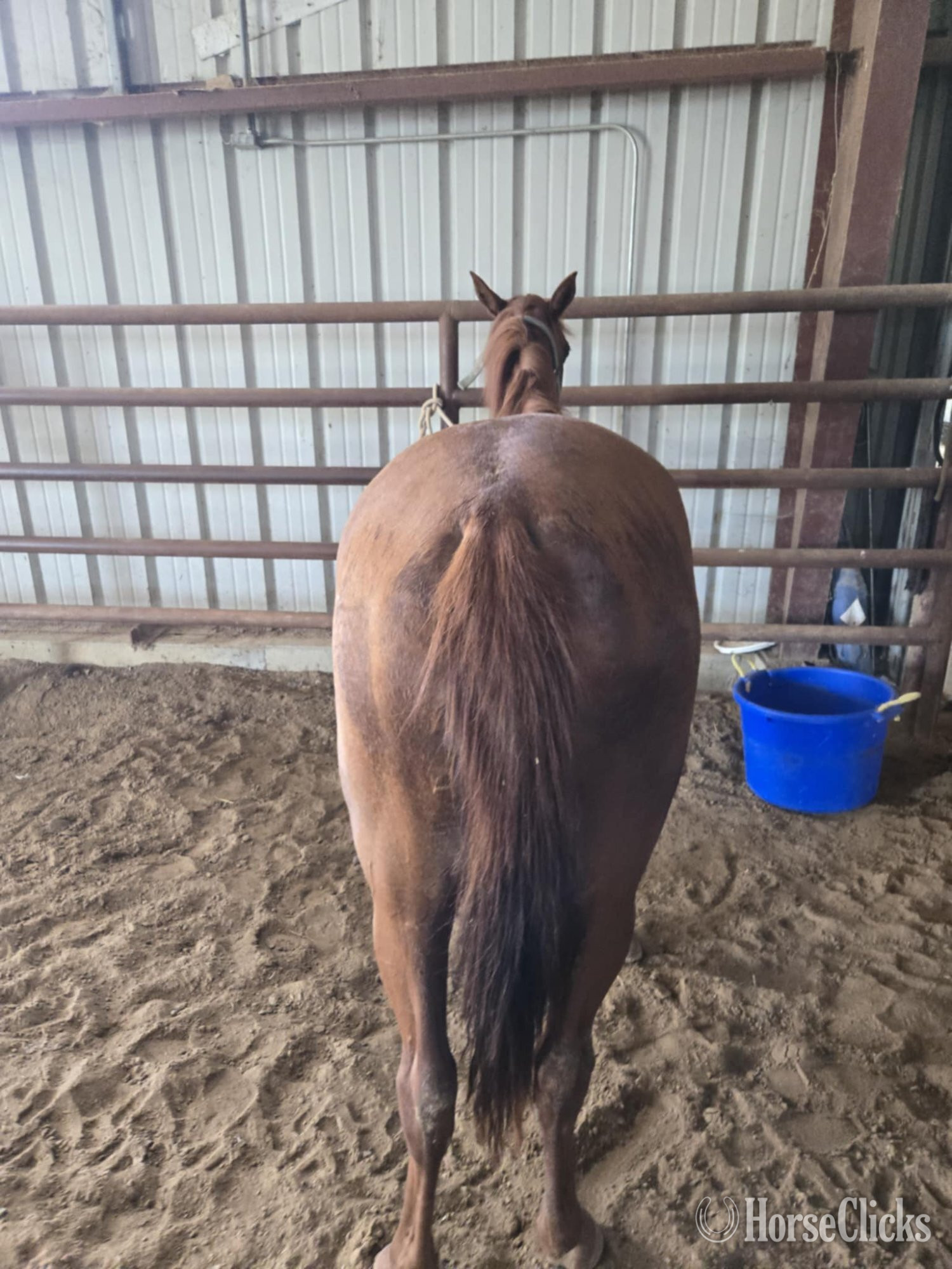 "Special Nu Wood" Sorrel Filly Quarter Horse