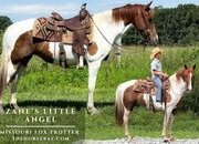 "Angel" Tabiano Mare Missouri Fox Trotter