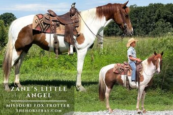 "Angel" Tabiano Mare Missouri Fox Trotter