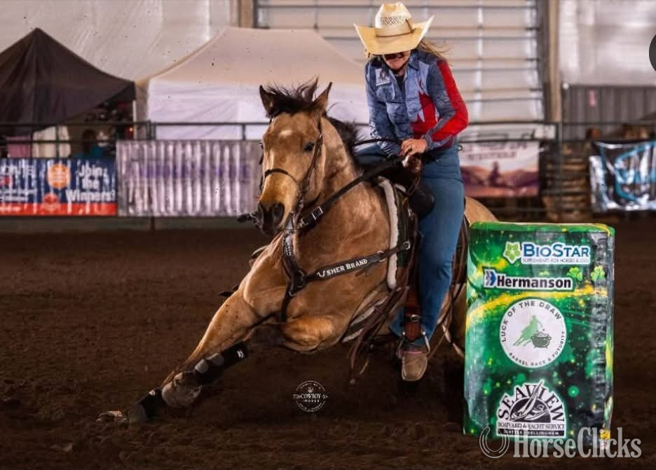 "VALOR" Buckskin Gelding Quarter Horse