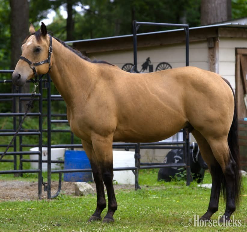 Washington "VALOR" Buckskin Gelding Quarter Horse
