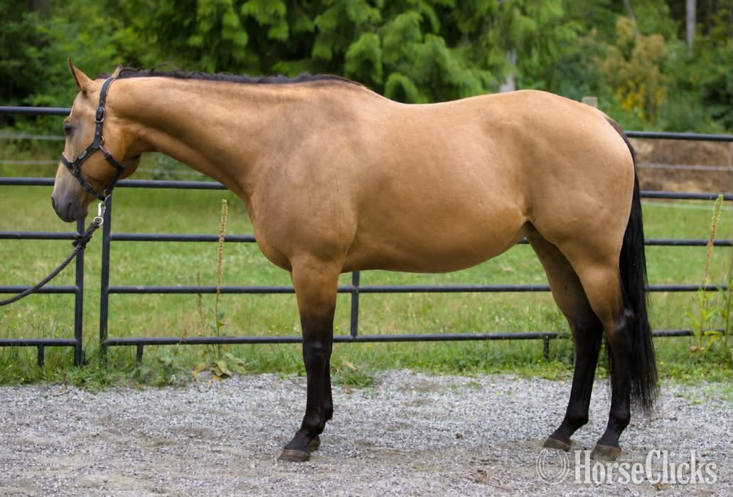 "VALOR" Buckskin Gelding Quarter Horse - Quarter Horse