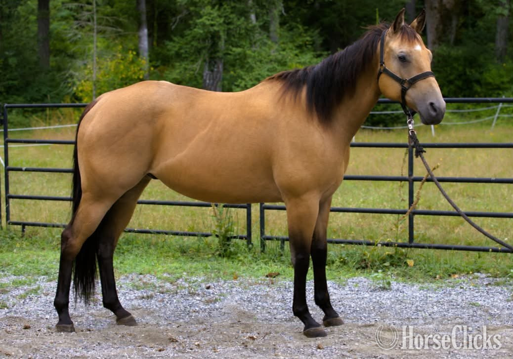"VALOR" Buckskin Gelding Quarter Horse Washington