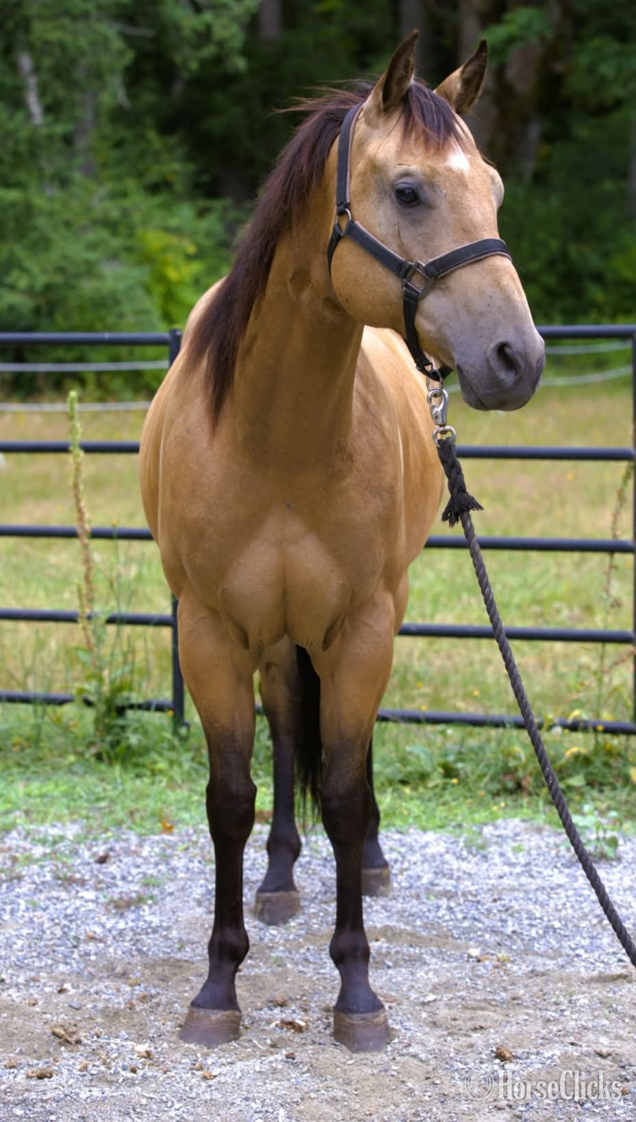 Quarter Horse - "VALOR" Buckskin Gelding Quarter Horse in Washington