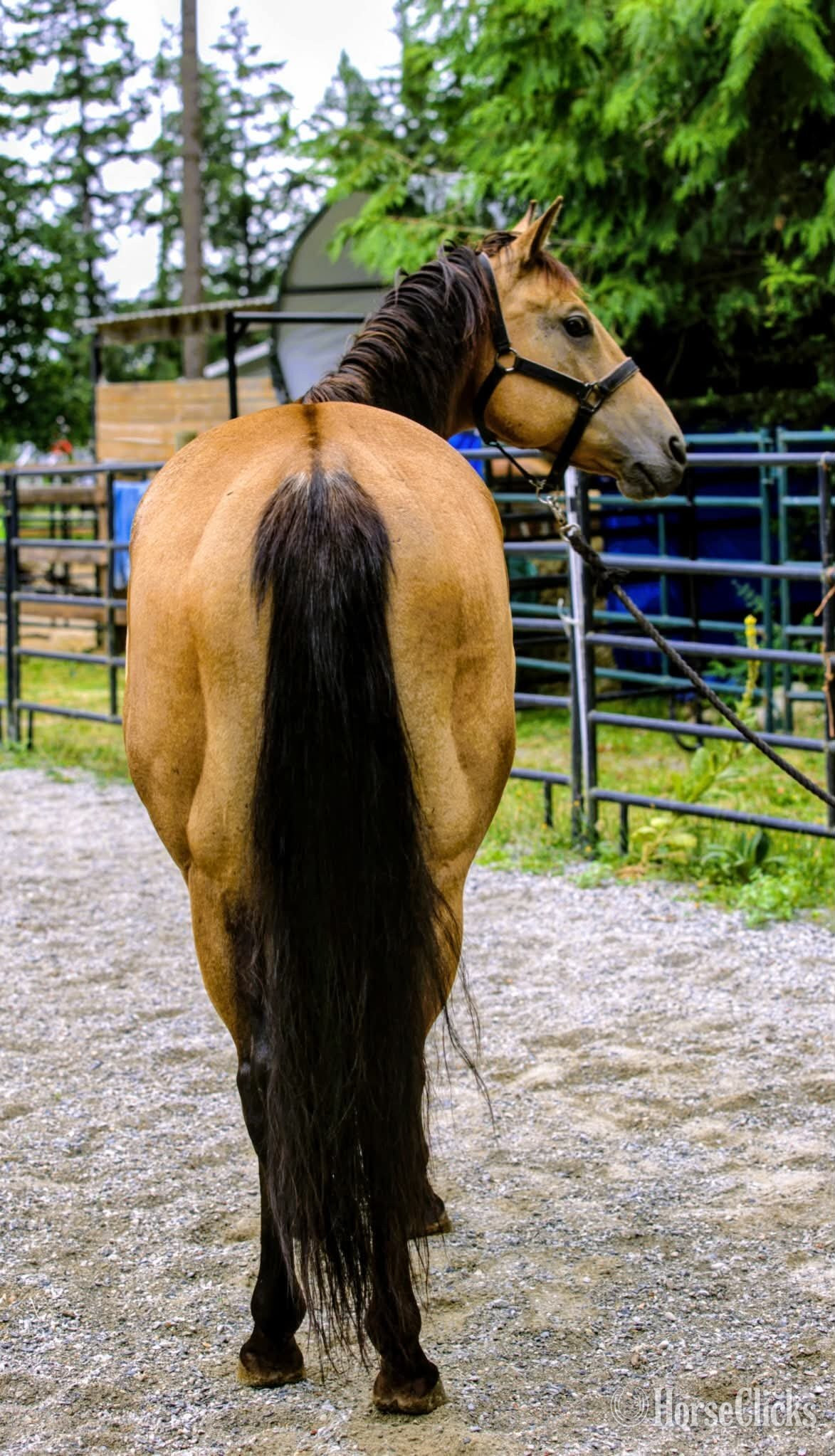 Quarter Horse - "VALOR" Buckskin Gelding Quarter Horse