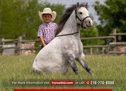 "Thunder " Grey Gelding Pony
