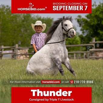 "Thunder " Grey Gelding Pony