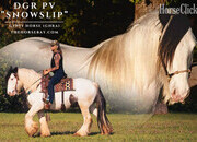 "Snowslip" White Gelding Gypsy Vanner