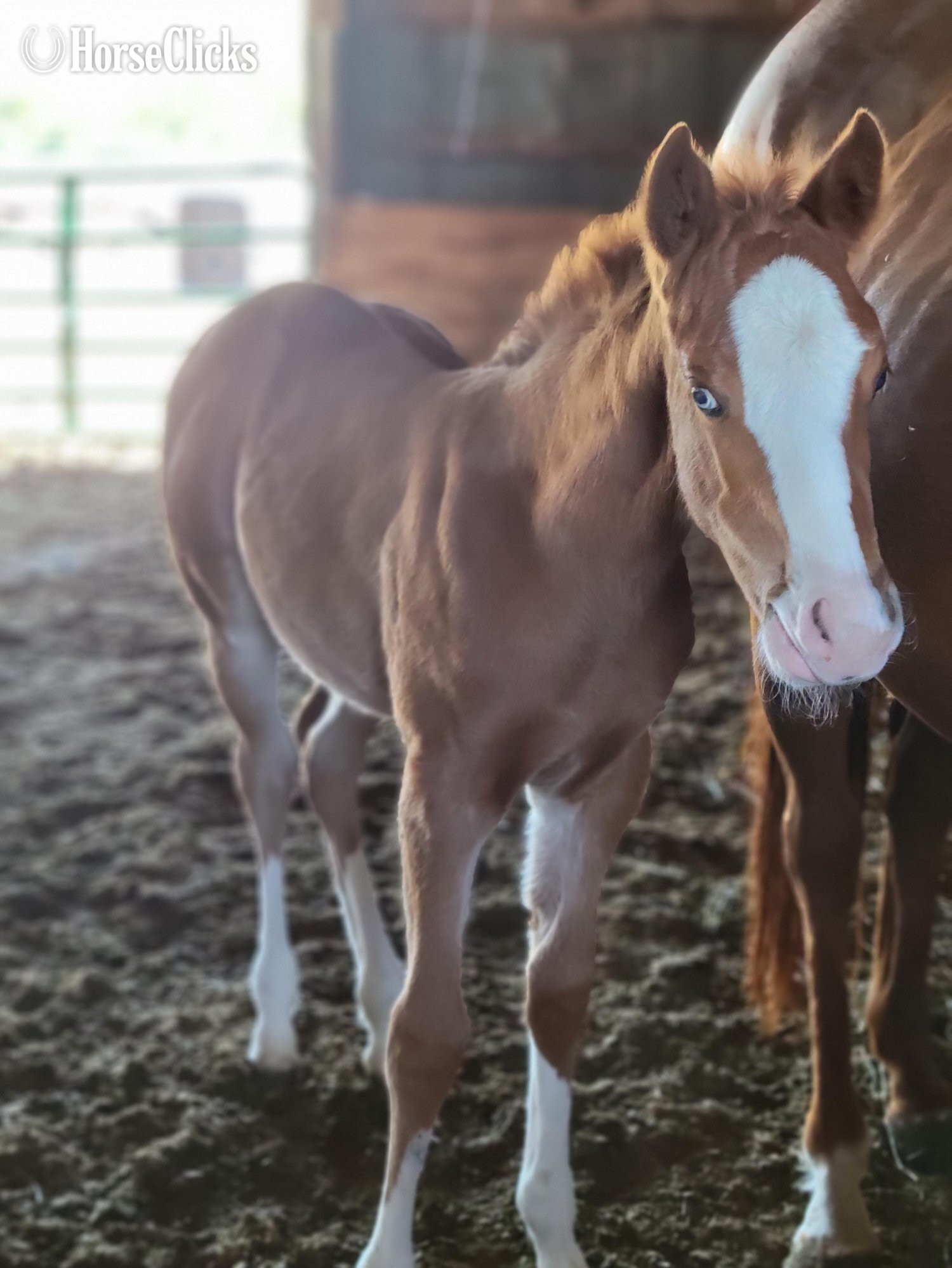 "Shine" Sorrel Filly Quarter Horse in Indiana