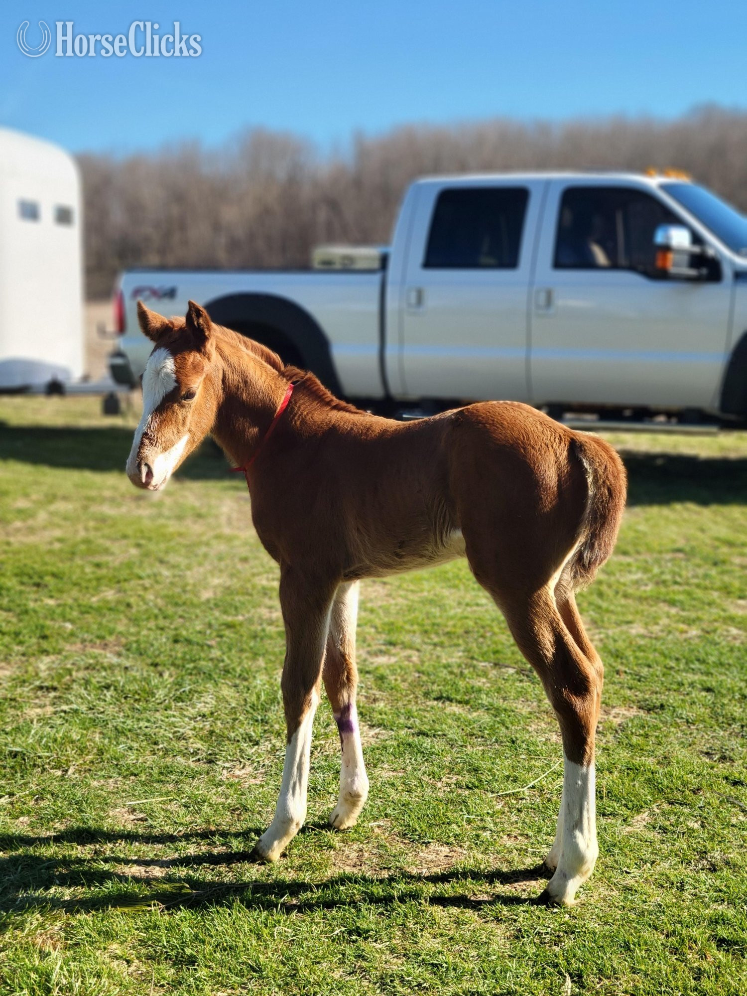 "Shine" Sorrel Filly Quarter Horse