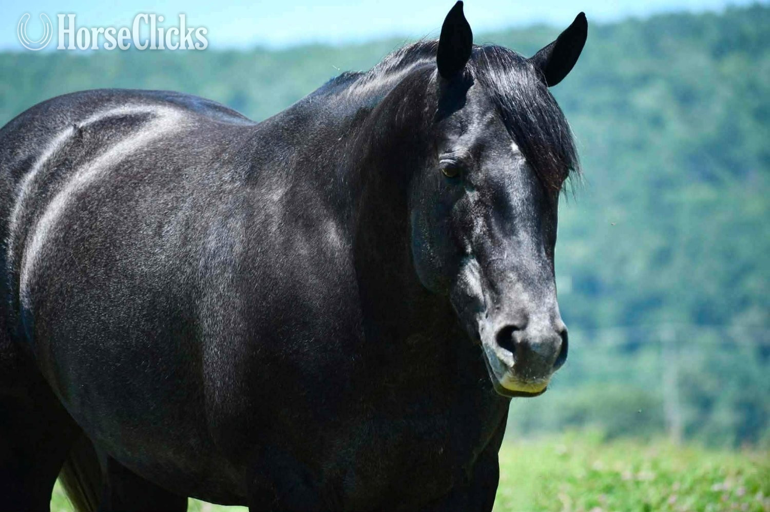 "Kitty Leroy" Grey Mare Quarter Horse - Quarter Horse in Pennsylvania