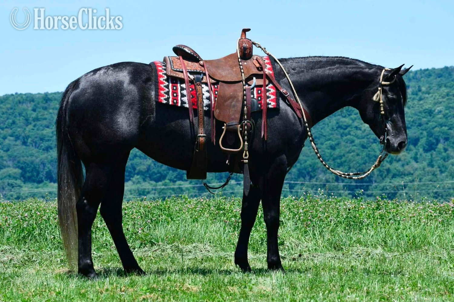 "Kitty Leroy" Grey Mare Quarter Horse Pennsylvania