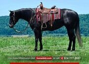 "Kitty Leroy" Grey Mare Quarter Horse