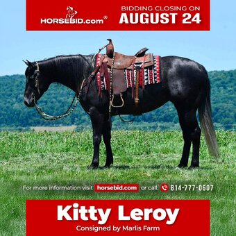 "Kitty Leroy" Grey Mare Quarter Horse