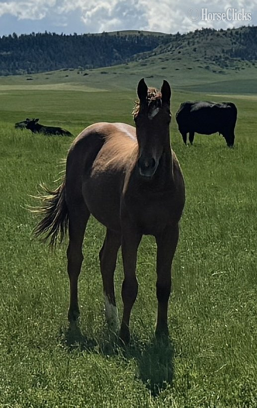 "JG Little Spark" Sorrel Stallion Quarter Horse in Montana