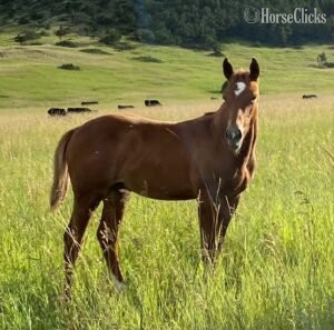 "JG Little Spark" Sorrel Stallion Quarter Horse