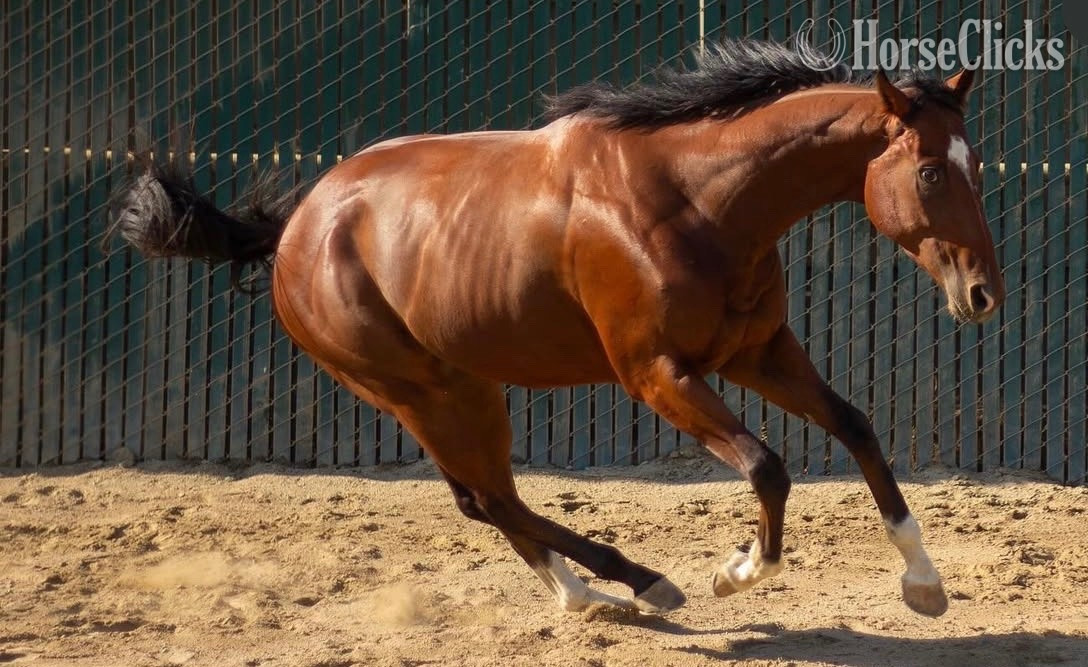 "Buzz" Bay Gelding Thoroughbred in California