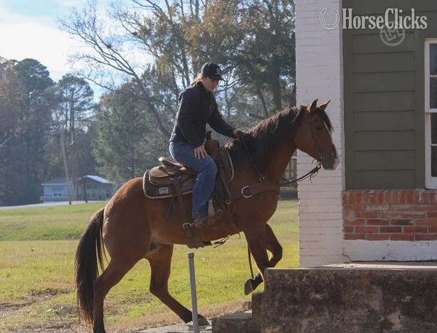 "Titan" Buckskin Gelding American Miniature in Alabama