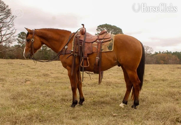 "Titan" Buckskin Gelding American Miniature