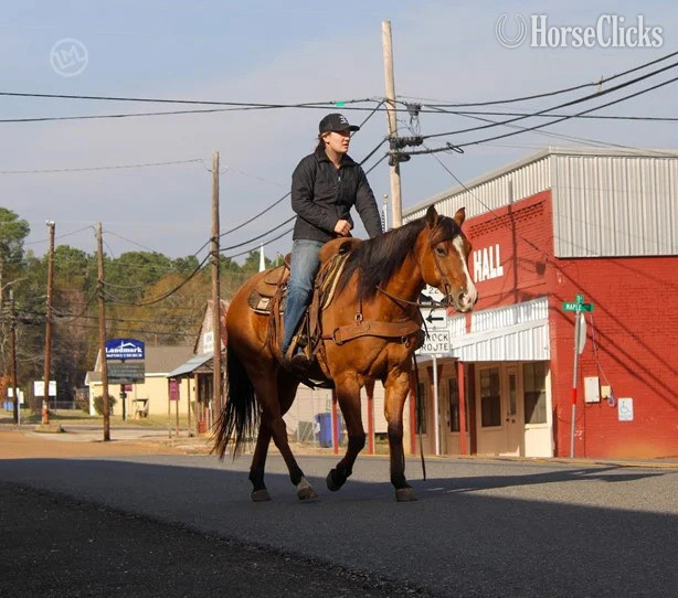 Alabama "Titan" Buckskin Gelding American Miniature