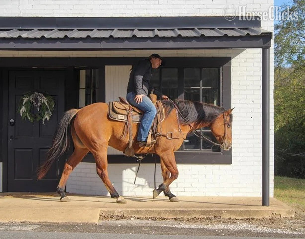 "Titan" Buckskin Gelding American Miniature - American Miniature in Alabama