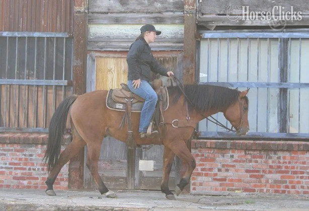 "Titan" Buckskin Gelding American Miniature - American Miniature