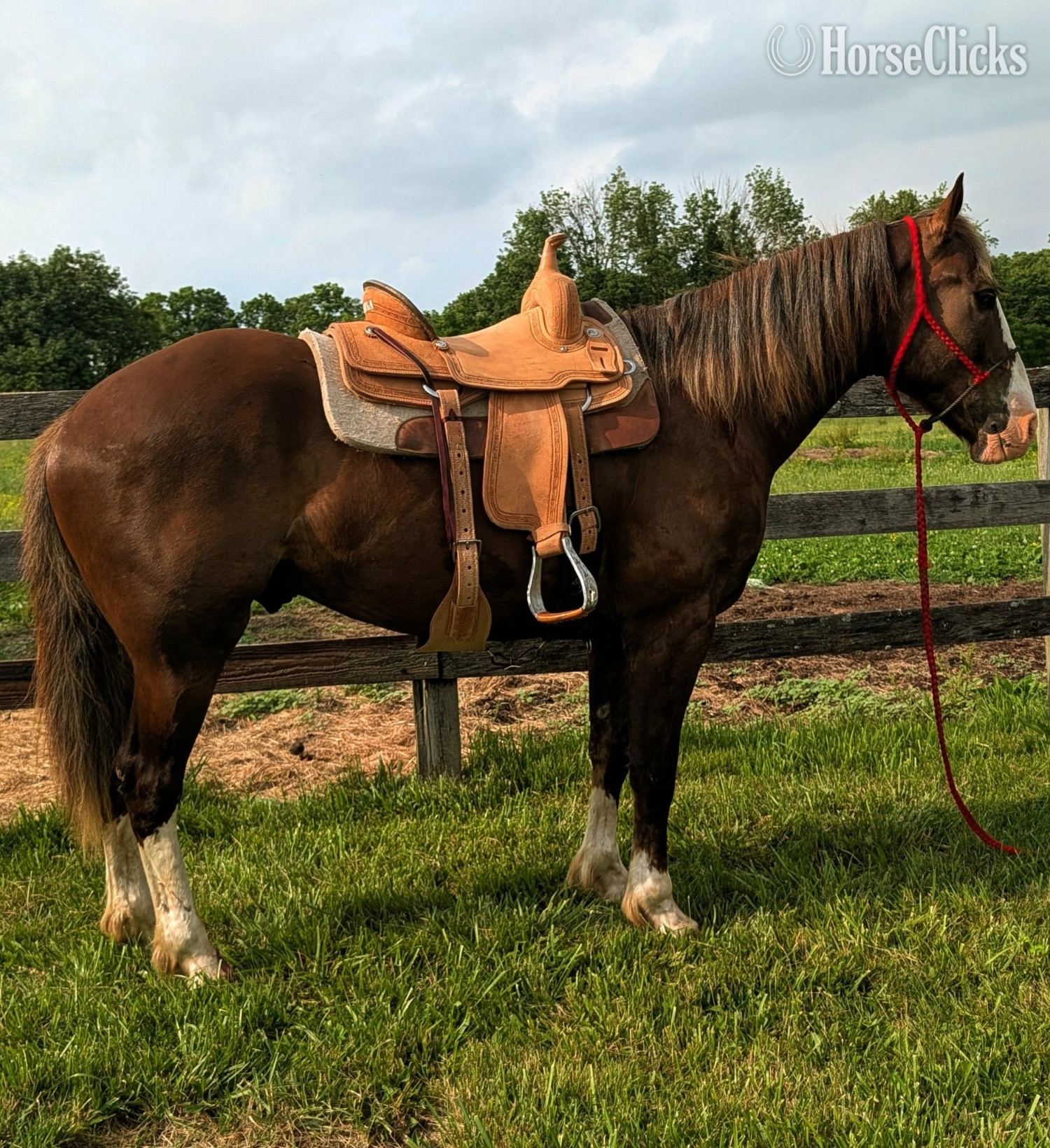 "Hershey" Chocolate Gelding Draft in Ohio