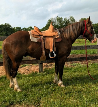 "Hershey" Chocolate Gelding Draft