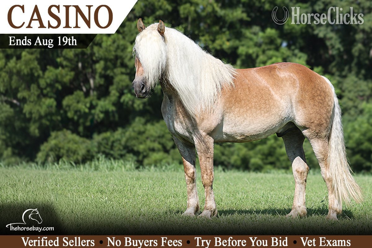 "Casino" Palomino Gelding Draft in Kentucky