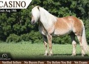 "Casino" Palomino Gelding Draft