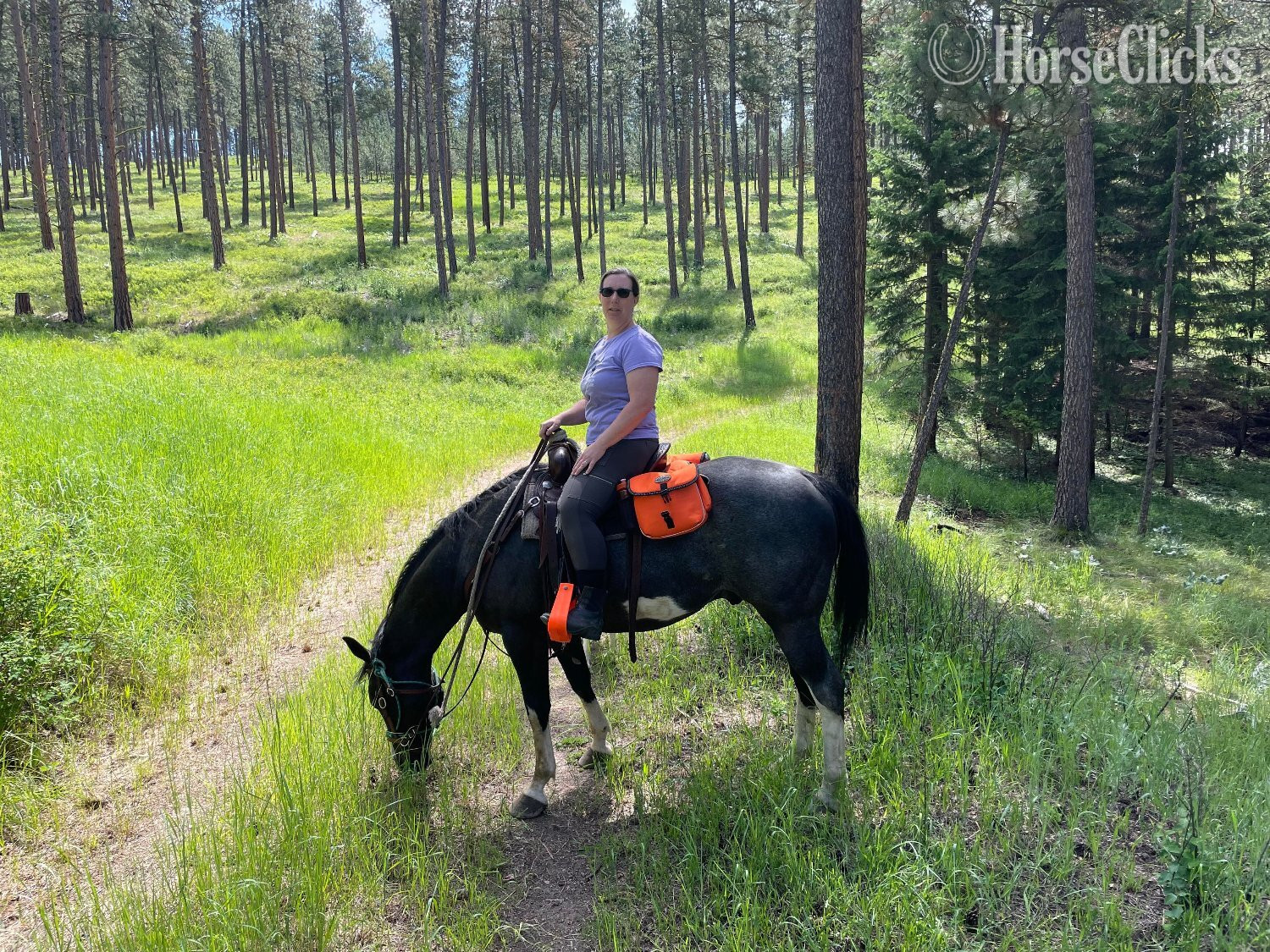 "Star Bellied Sneetch" Blue Roan Gelding Paint