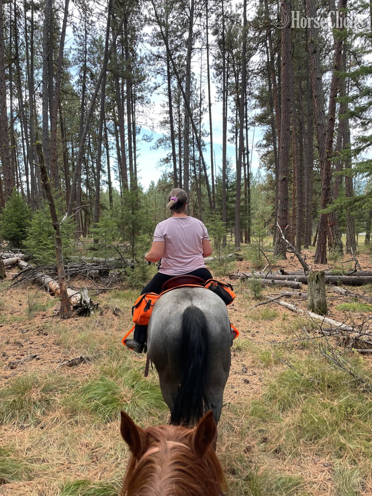 New Jersey "Star Bellied Sneetch" Blue Roan Gelding Paint