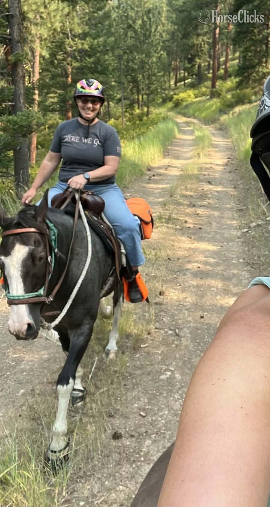 "Star Bellied Sneetch" Blue Roan Gelding Paint - Paint in New Jersey